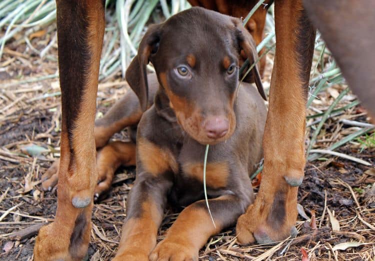 9 week old red and rust male doberman pup; champion sired