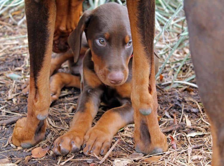 9 week old red and rust male doberman pup; champion sired