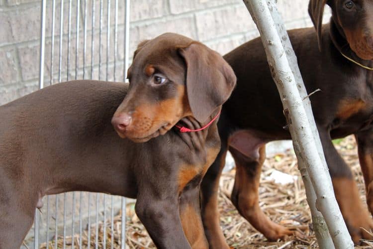 9 week old red and rust male doberman pup; champion sired