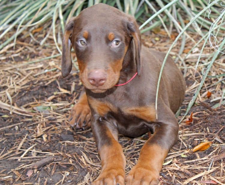 9 week old red and rust male doberman pup; champion sired