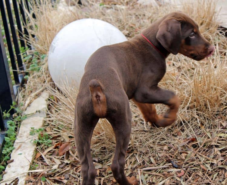 9 week old red and rust male doberman pup; champion sired