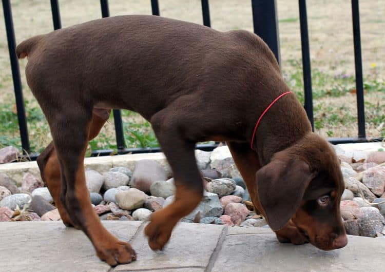 9 week old red and rust male doberman pup; champion sired