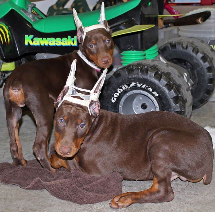 9 week old red and rust puppies with newly cropped ears; champion sired