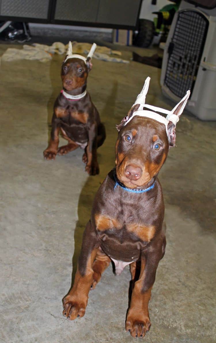 9 week old red and rust puppies with newly cropped ears; champion sired