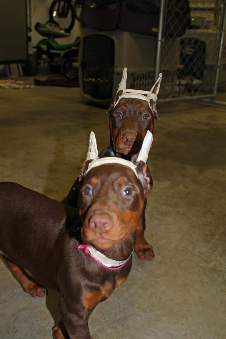 9 week old red and rust puppies with newly cropped ears; champion sired