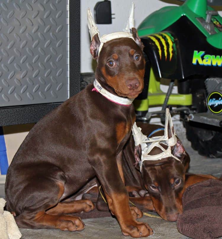 9 week old red and rust puppies with newly cropped ears; champion sired