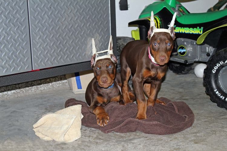 9 week old red and rust female and male doberman pups; champion sired