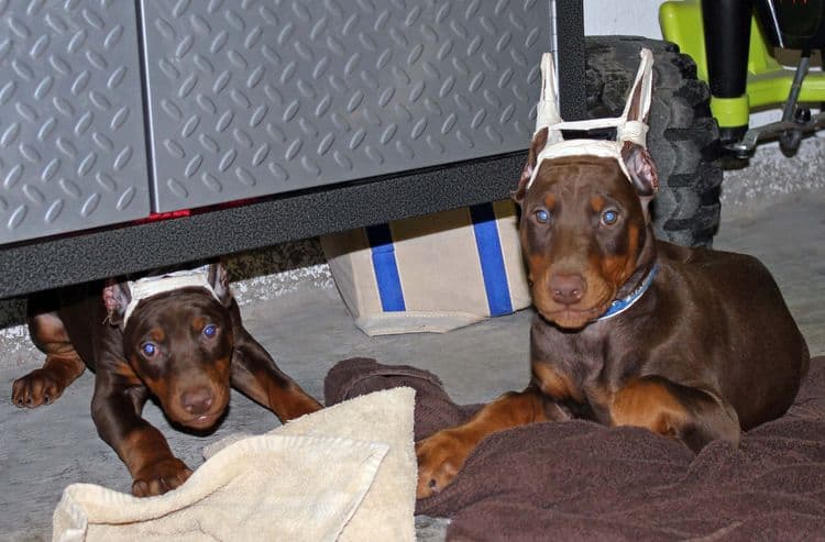 9 week old red and rust male and female doberman pups; champion sired