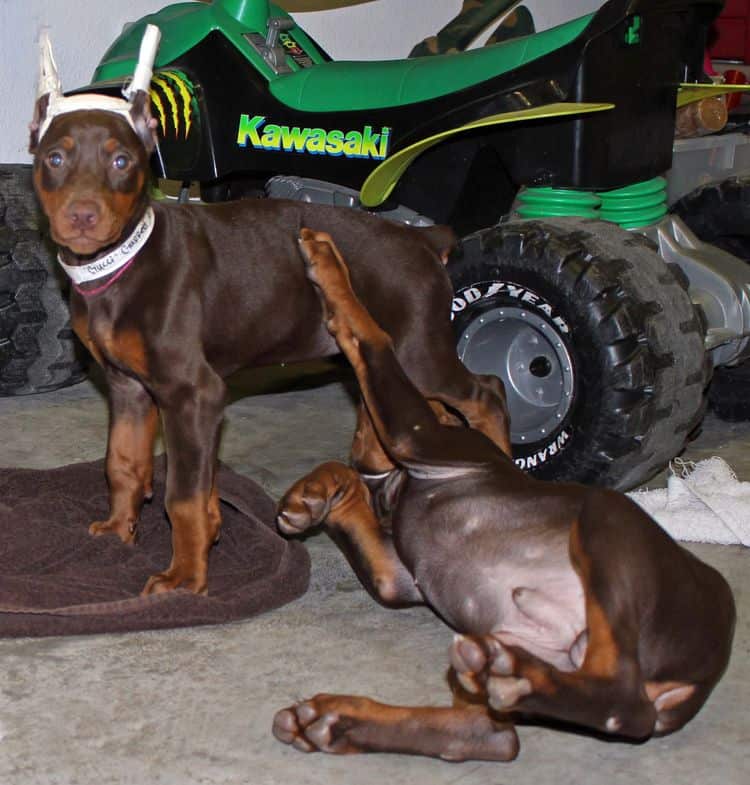 9 week old red and rust female and male doberman pups; champion sired