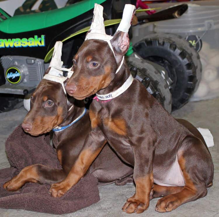 9 week old red and rust female and male doberman pups; champion sired