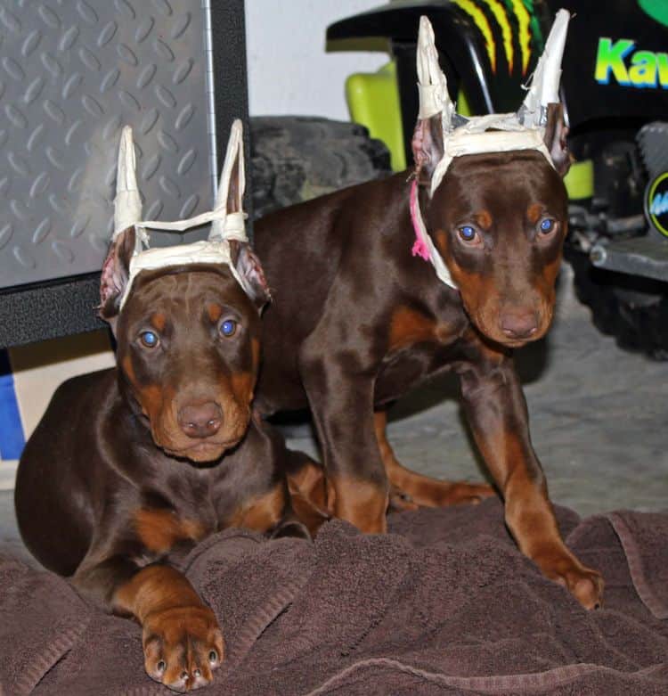 9 week old red and rust puppies with newly cropped ears; champion sired