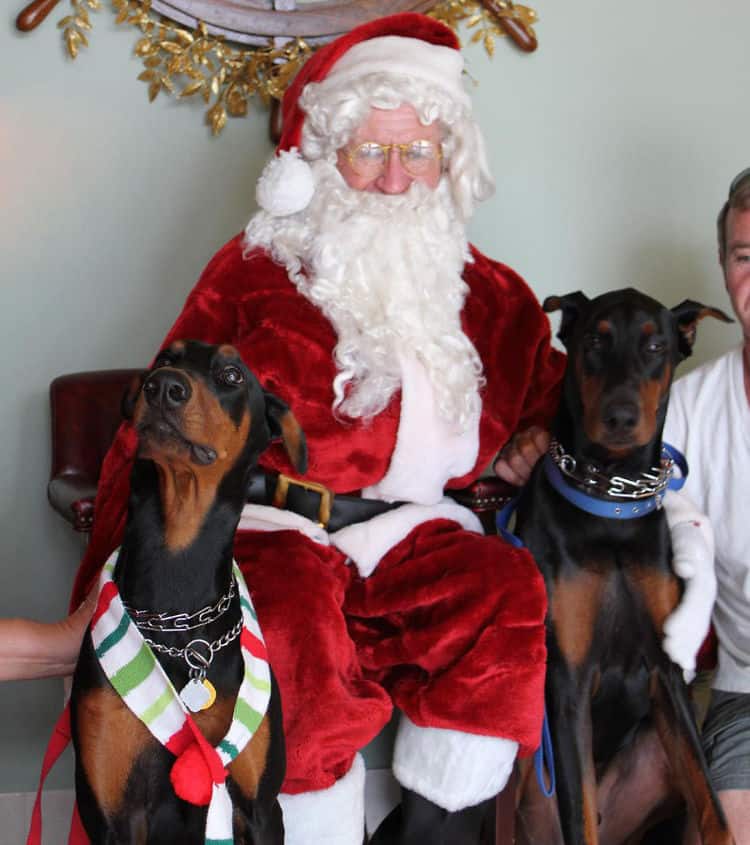 Christmas Santa photo with male Doberman 