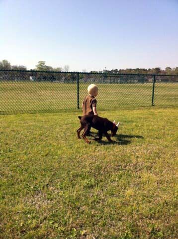 red and rust female pup with 1 year old child