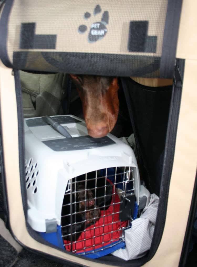 day old doberman puppies birth pictures to tail docks