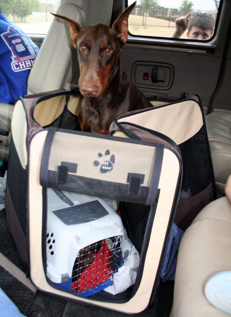 day old doberman puppies birth pictures to tail docks