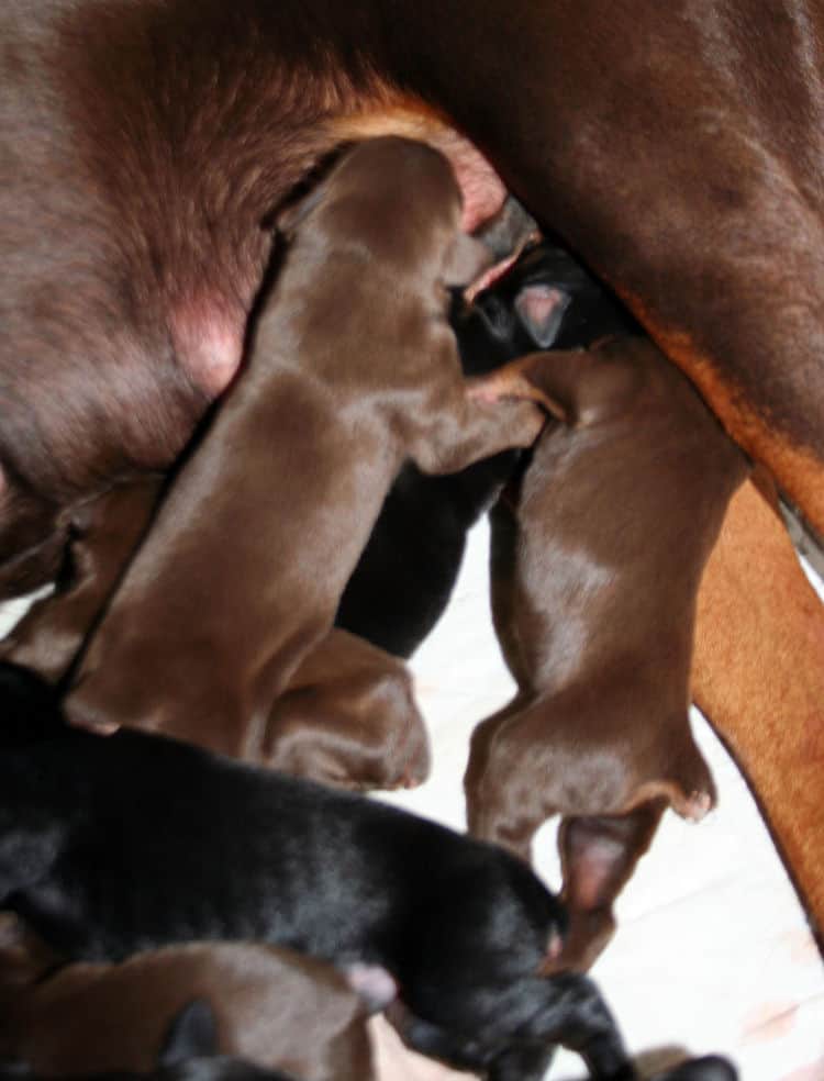 day old doberman puppies birth pictures to tail docks