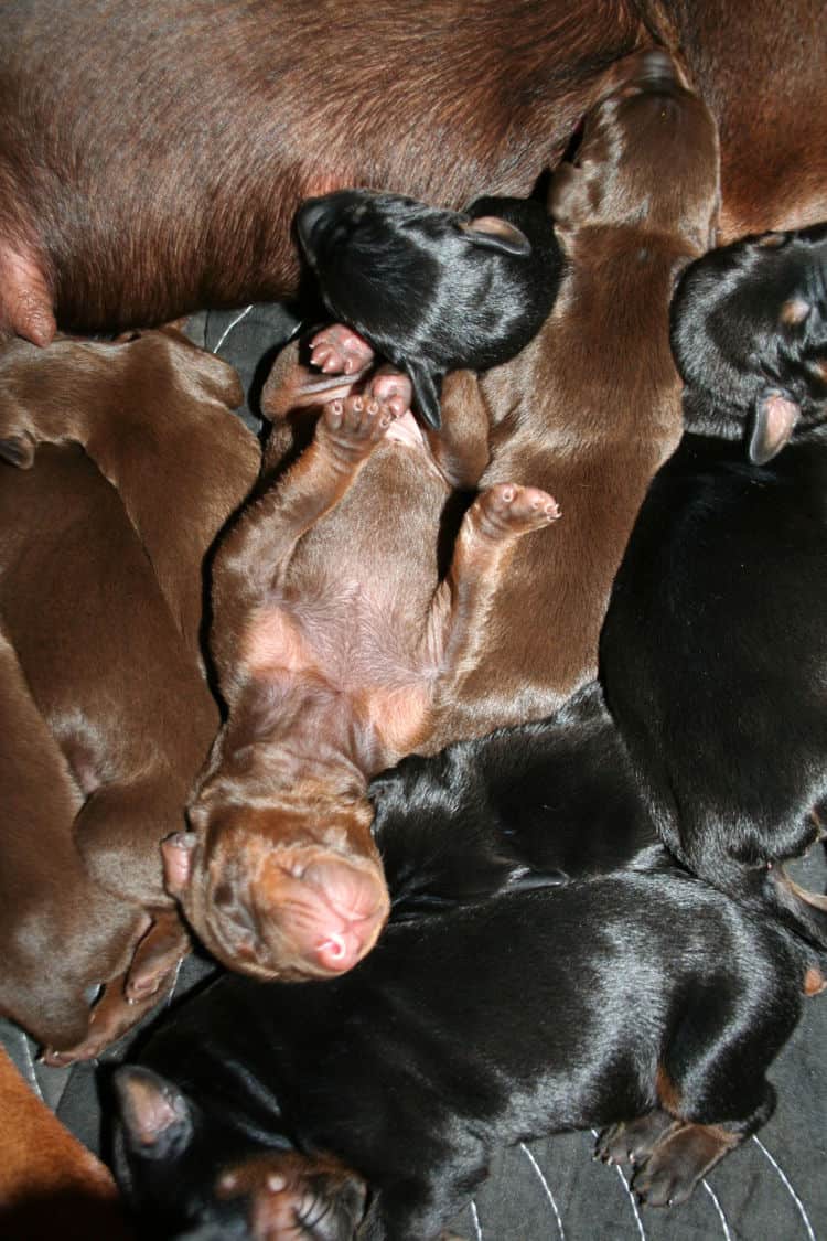 day old doberman puppies birth pictures to tail docks