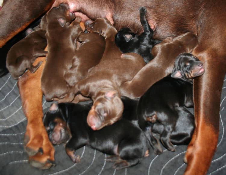 day old doberman puppies birth pictures to tail docks