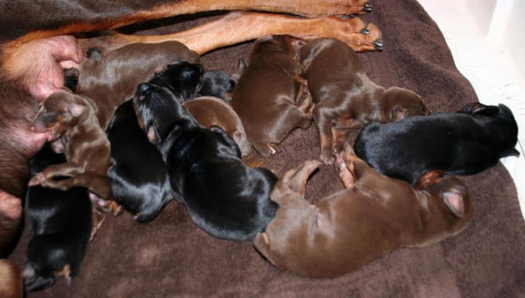 day old doberman puppies birth pictures to tail docks