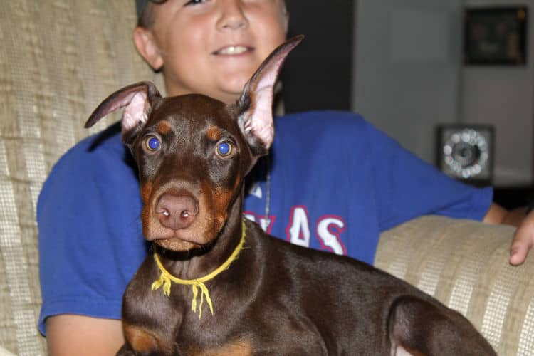 Red and rust male doberman puppy