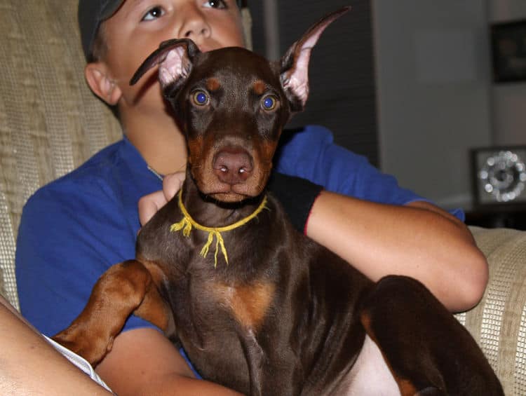 Red and rust male doberman puppy