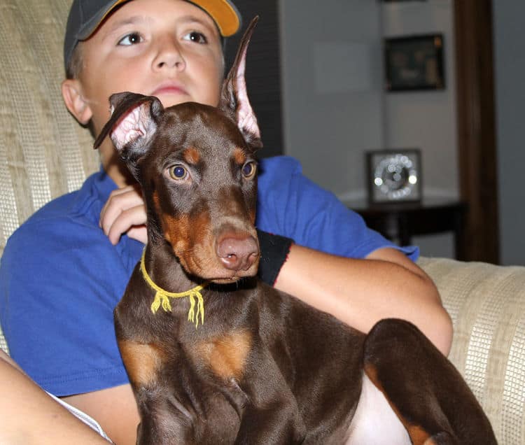 Red and rust male doberman puppy