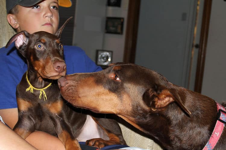 Red and rust male doberman puppy