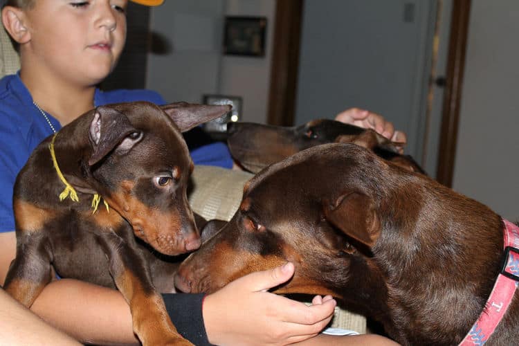 Red and rust male doberman puppy