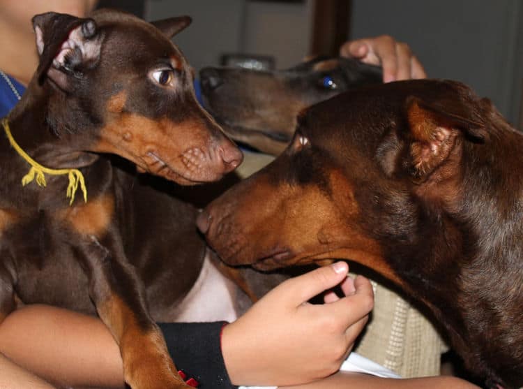 Red and rust male doberman puppy