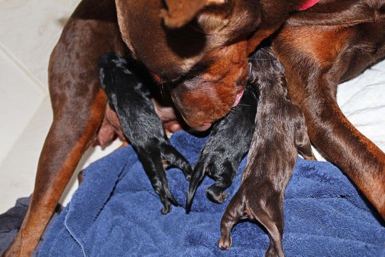 New born doberman puppies. Black and rust, Red and rust pups.