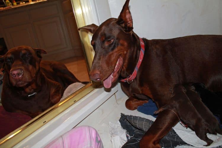 New born doberman puppies. Black and rust, Red and rust pups.