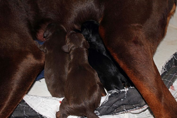 New born doberman puppies. Black and rust, Red and rust pups.