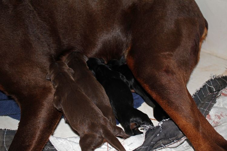 New born doberman puppies. Black and rust, Red and rust pups.