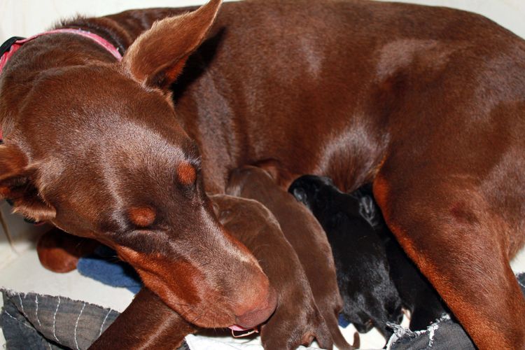 New born doberman puppies. Black and rust, Red and rust pups.