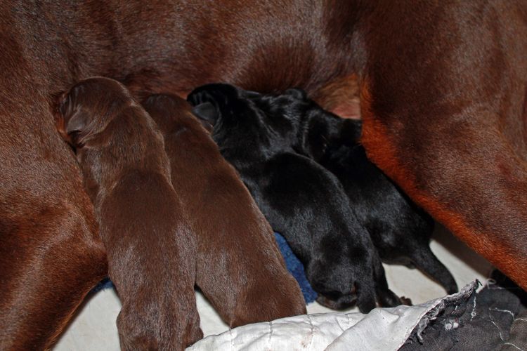 New born doberman puppies. Black and rust, Red and rust pups.