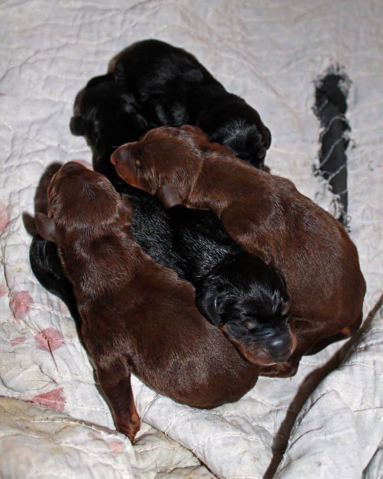 New born doberman puppies. Black and rust, Red and rust pups.