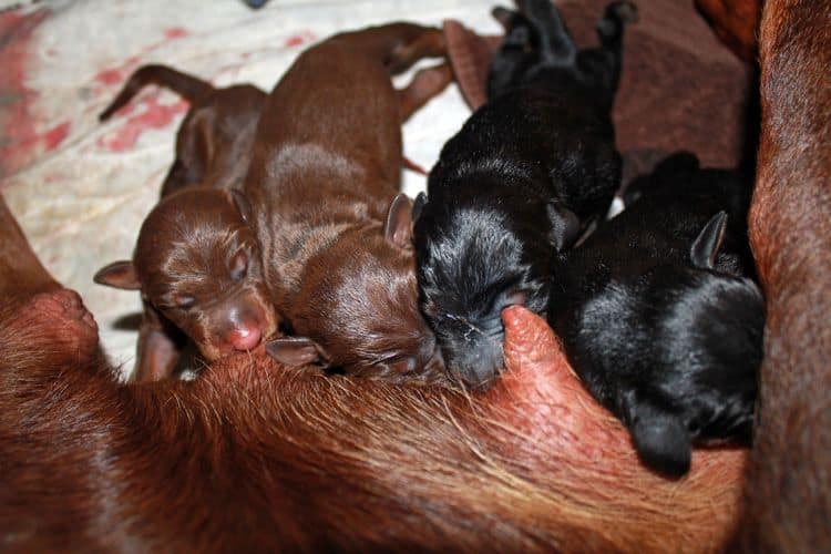 New born doberman puppies. Black and rust, Red and rust pups.