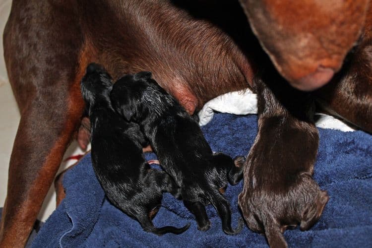 New born doberman puppies. Black and rust, Red and rust pups.