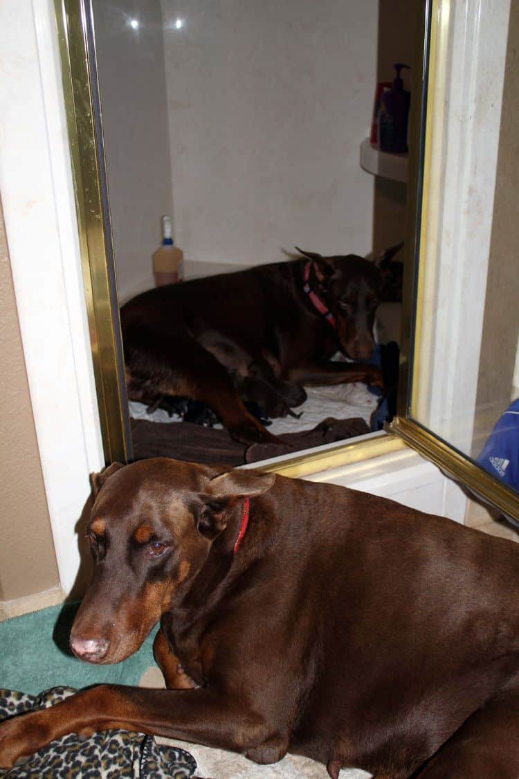 New born doberman puppies. Black and rust, Red and rust pups.