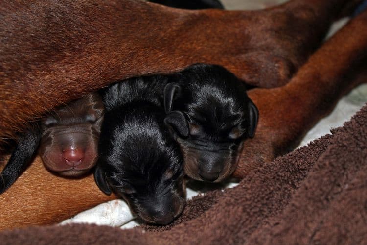 New born doberman puppies. Black and rust, Red and rust pups.