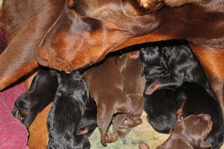 New born doberman puppies. Black and rust, Red and rust pups.