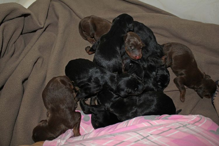 New born doberman puppies. Black and rust, Red and rust pups.