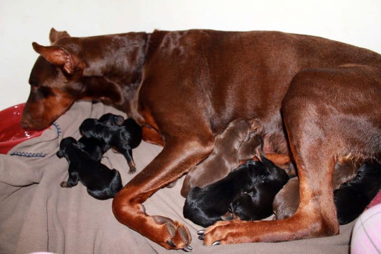 New born doberman puppies. Black and rust, Red and rust pups.