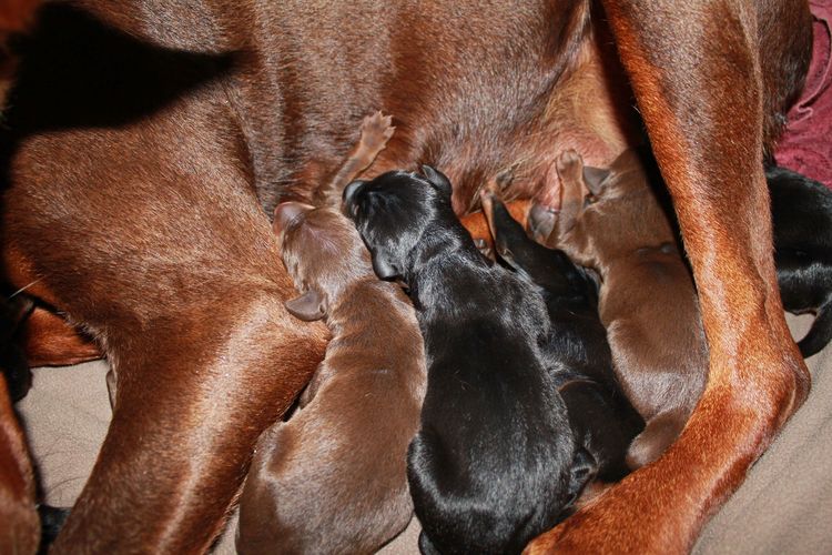 New born doberman puppies. Black and rust, Red and rust pups.