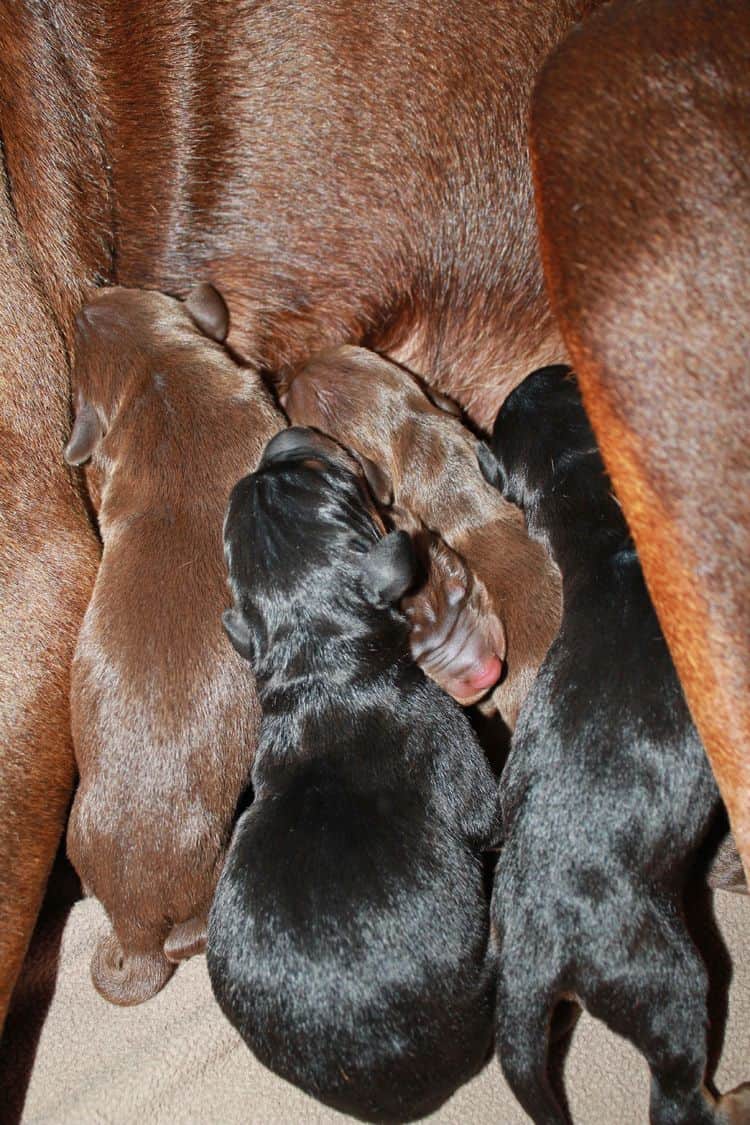 New born doberman puppies. Black and rust, Red and rust pups.