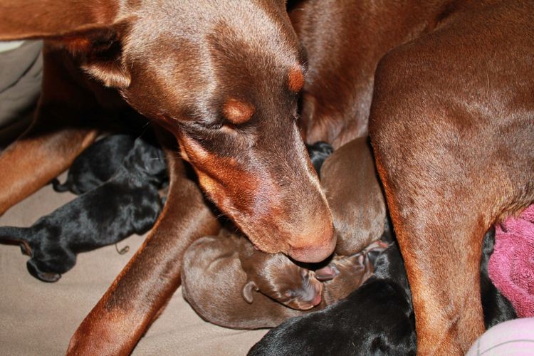 New born doberman puppies. Black and rust, Red and rust pups.