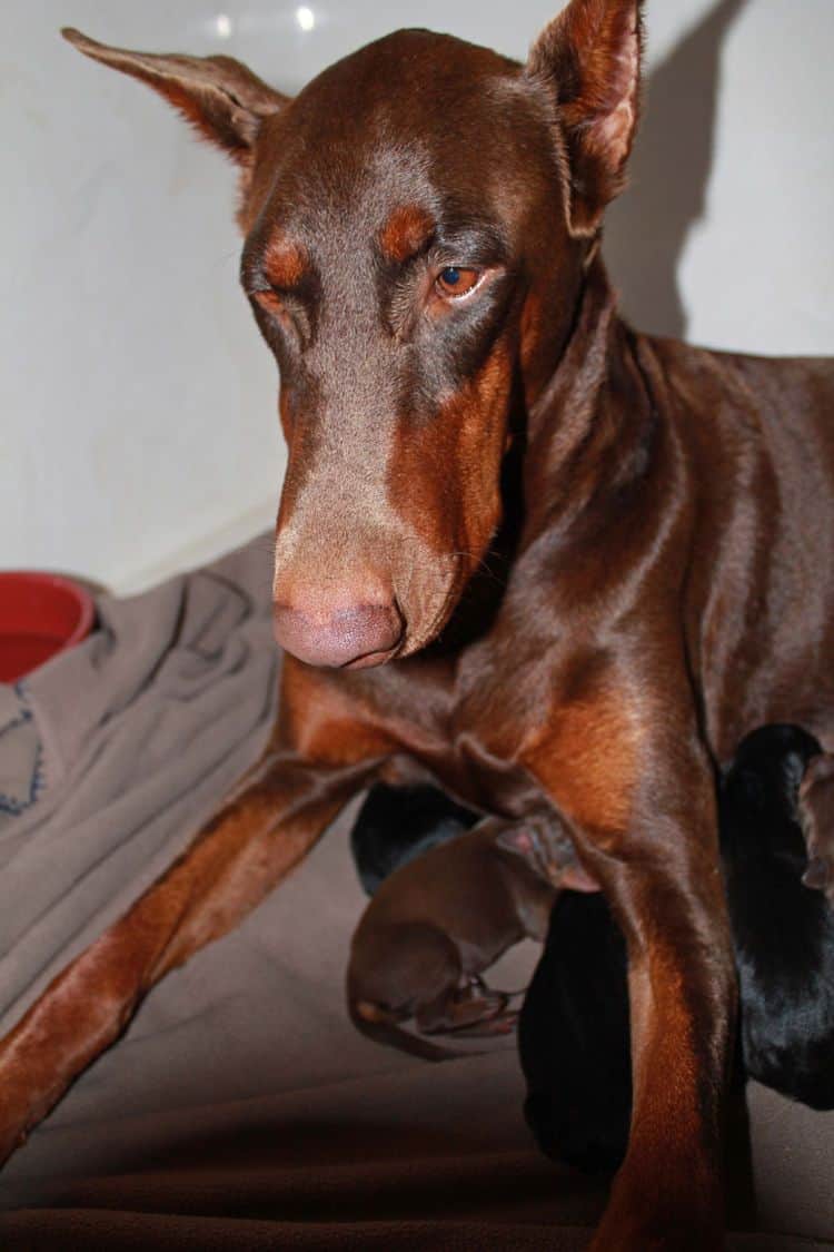 New born doberman puppies. Black and rust, Red and rust pups.