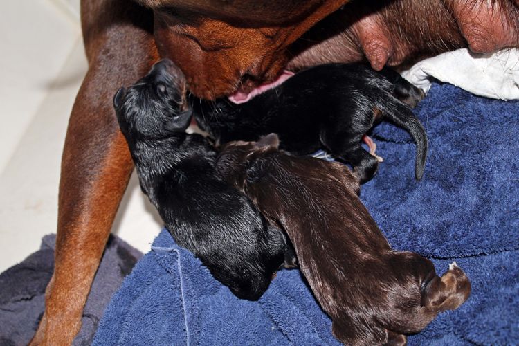 New born doberman puppies. Black and rust, Red and rust pups.