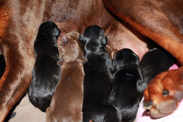 New born doberman puppies. Black and rust, Red and rust pups.