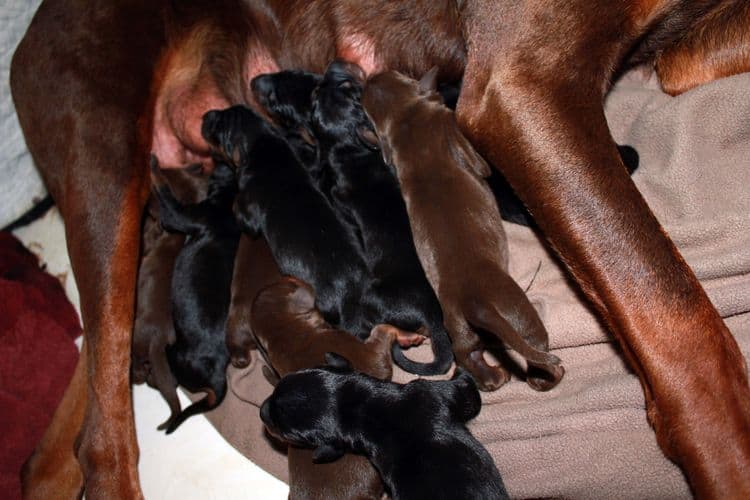 New born doberman puppies. Black and rust, Red and rust pups.